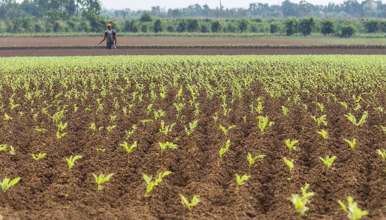 High Fertilizer Prices Suggest Reconsidering Application Rates