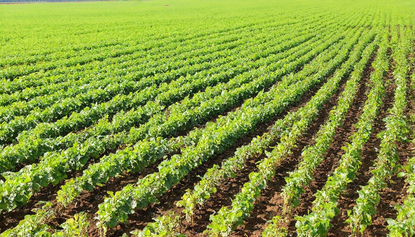 Insights into Agricultural Mechanization for Sustainable Agriculture