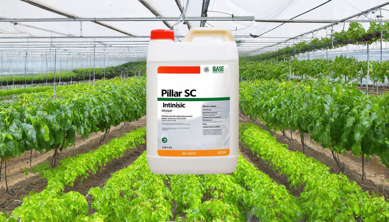 Pillar SC Intrinsic brand fungicide from BASF now available in California
