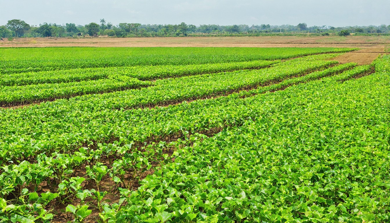Building agricultural database for farmers