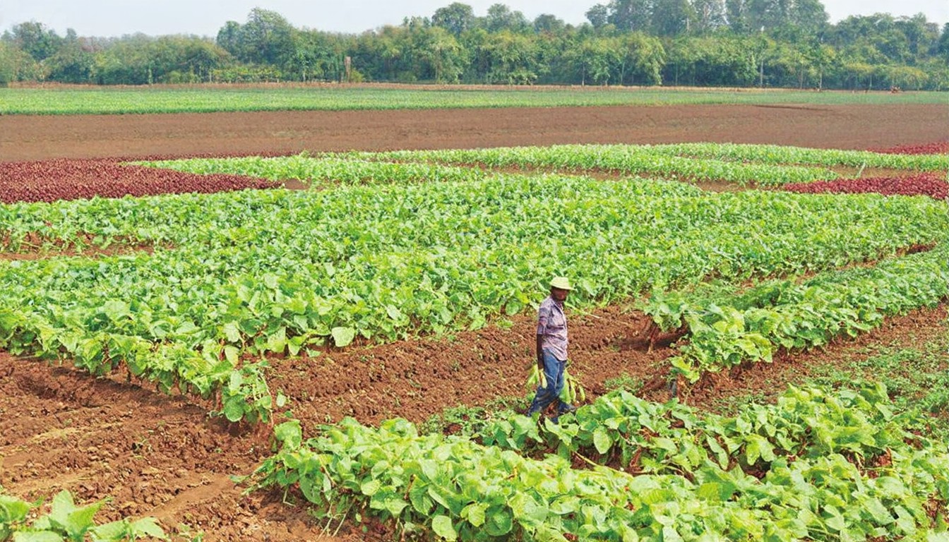 Government Warns Against Hoarding and Black Marketing of Fertilizers; Directs States to Ensure Fair Distribution to Farmers