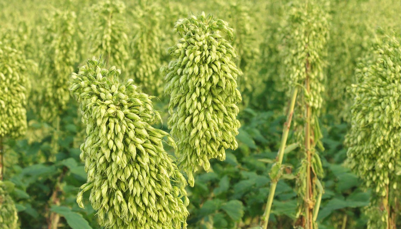 Consequential Life Cycle Assessment of Cottonseed as a By- product of Cotton Fibre Production in India with Energy and Carbon Offset Evaluation