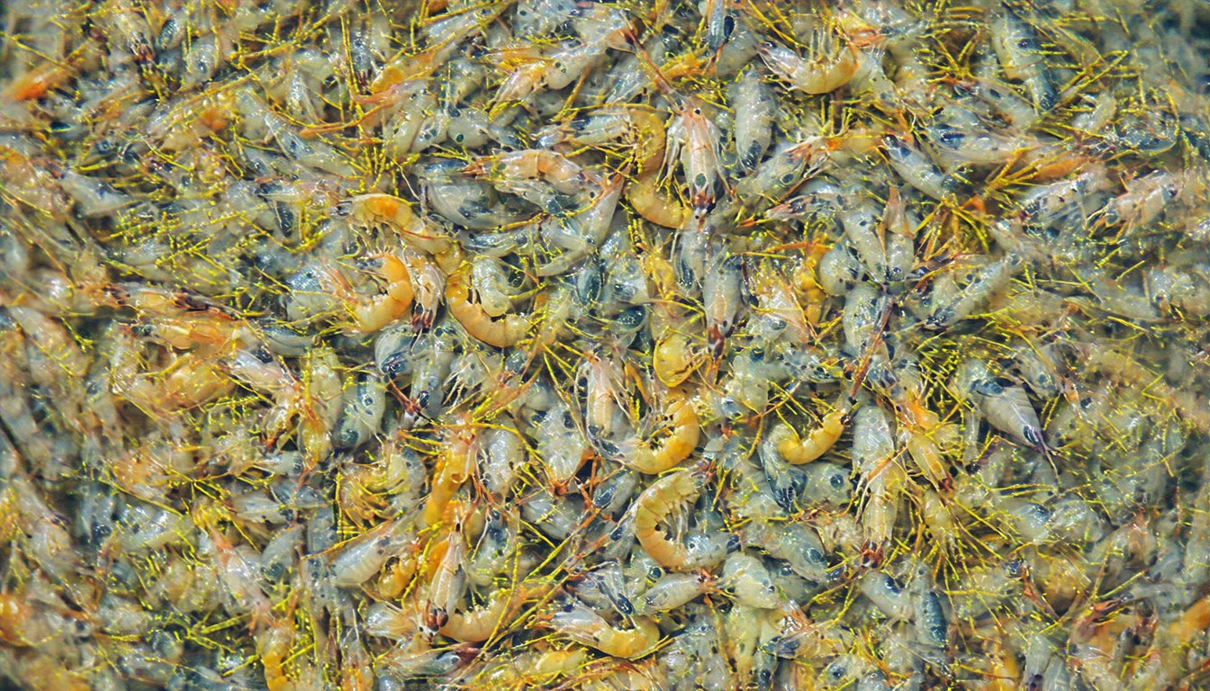 Invertebrate miRNA pva-small RNA-11881/pva-miR-11881 as a potential RNA-based therapeutic against white spot syndrome virus in infected shrimp