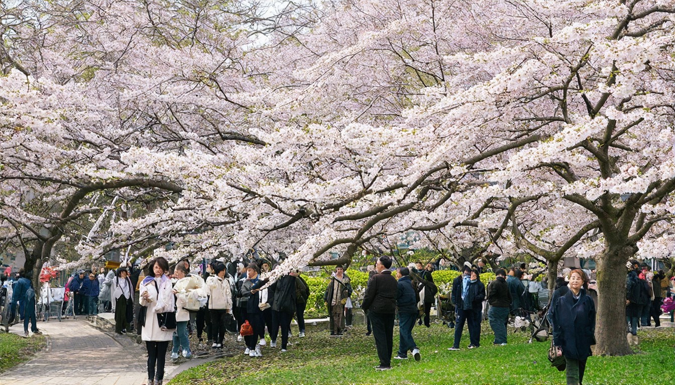Collapse of Tokyo's aging cherry blossom trees raises safety concerns