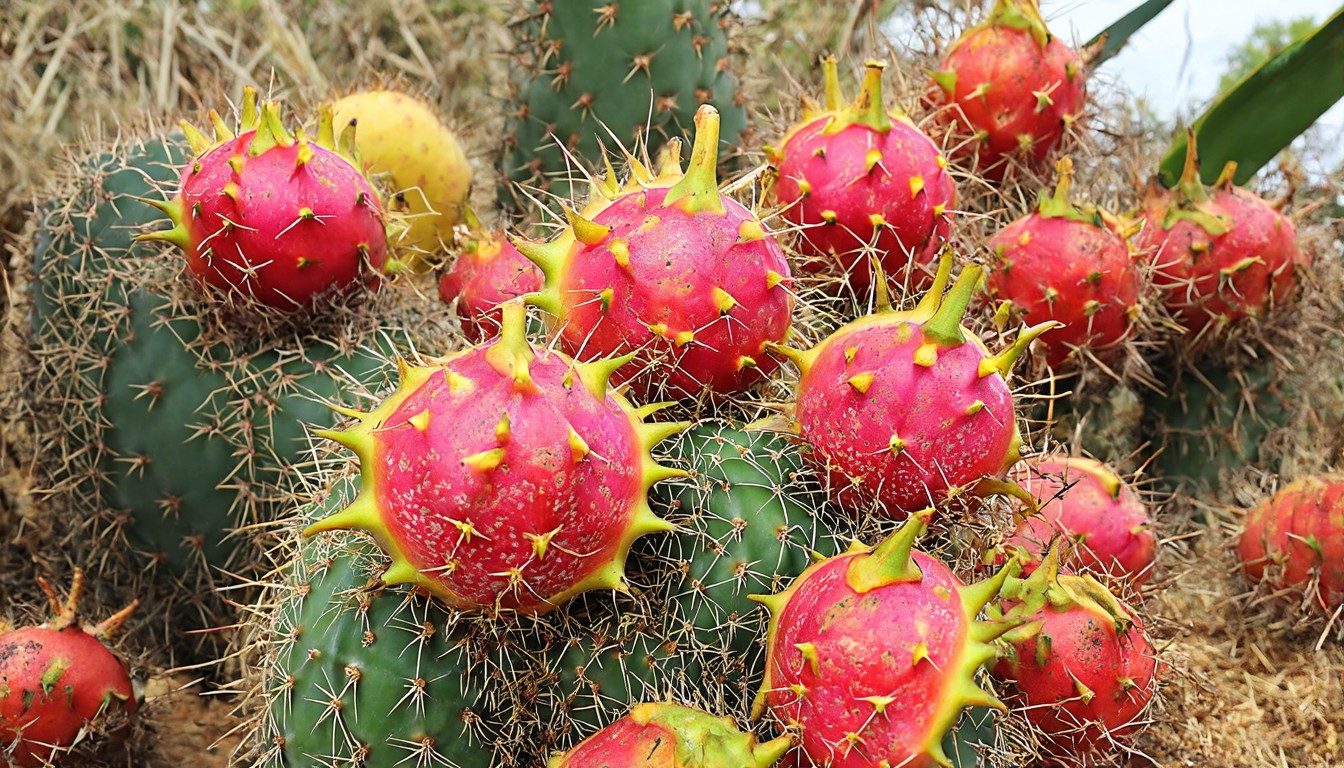The spiky cactus fruit giving Indian farmers a cash boost