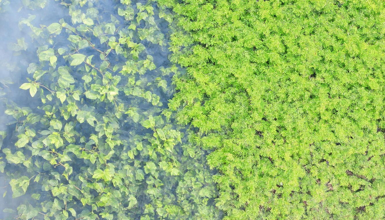 International Society for Horticultural Science releases guide to resources about plant water flow, status