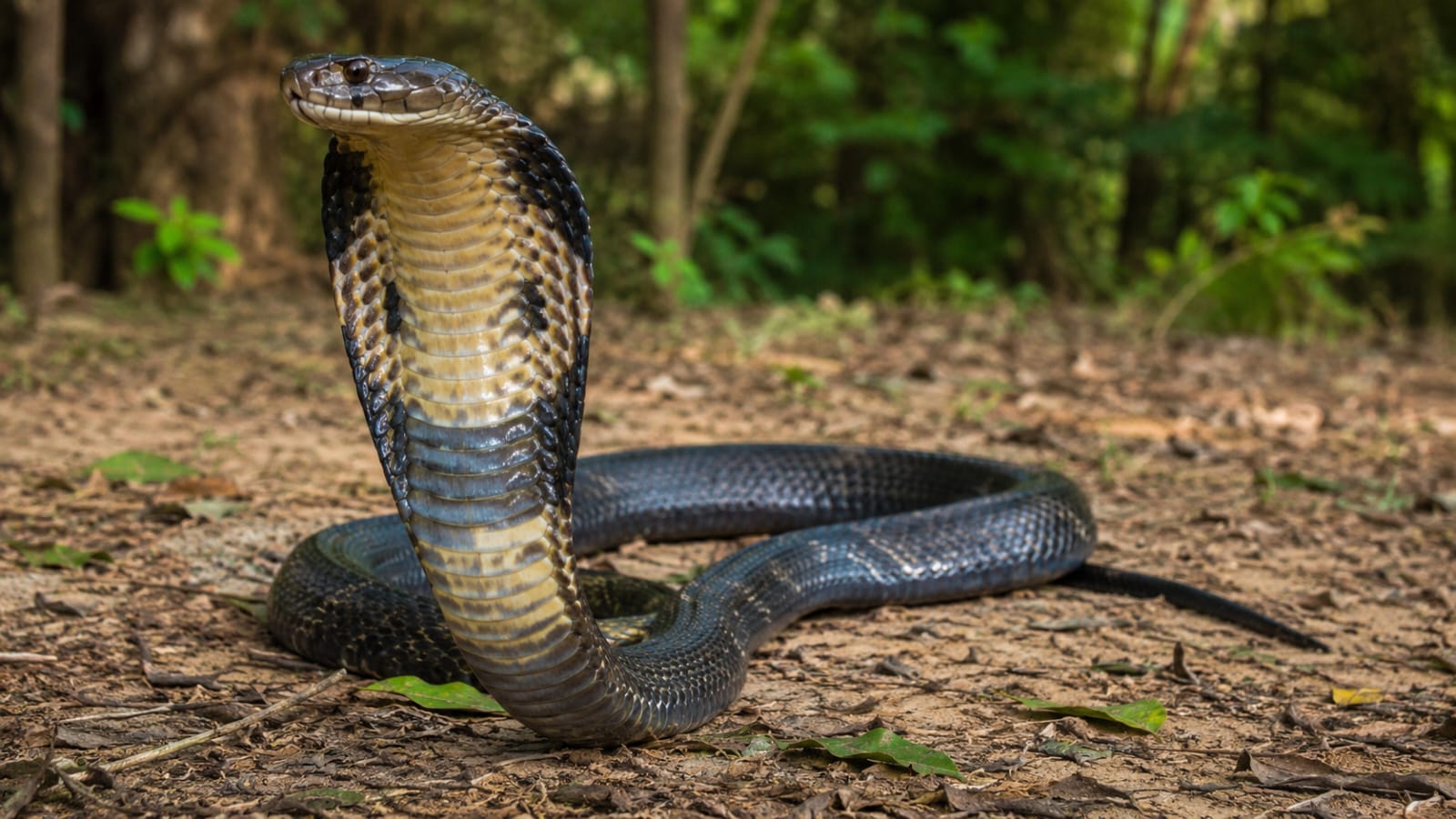 12-Foot King Cobra Rescued from Odisha School