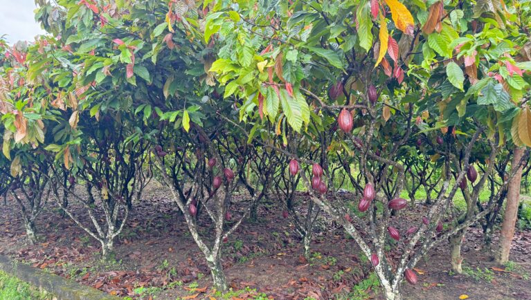 Study warns Colombia could lose one-fifth of cocoa land by 2050
