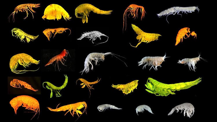 Scientists Found an Entirely New Branch of Deep-Sea Creatures Right Where the US government Wants to Mine for Battery Metals