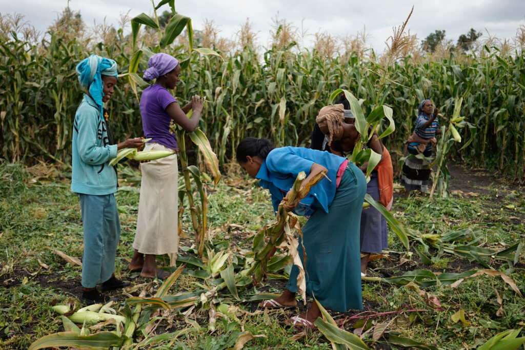 How CIMMYT is advancing women-centered agriculture in Africa