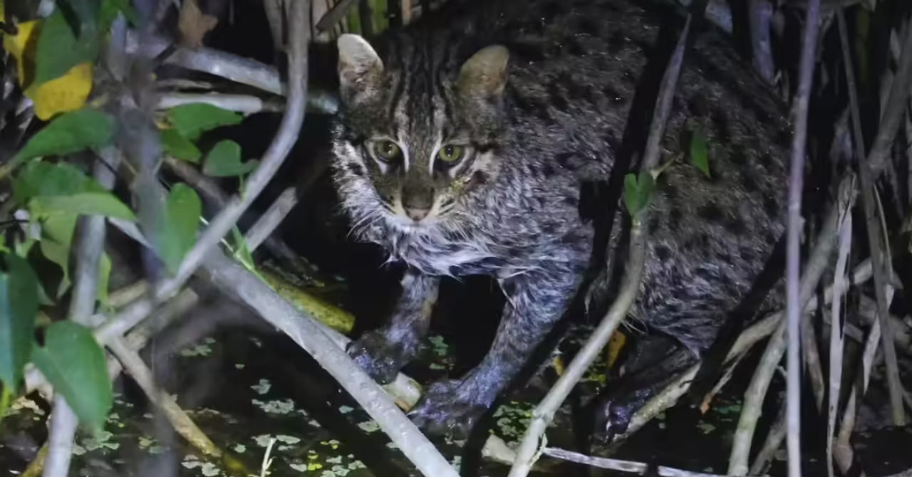 In Rajaji’s Wetlands, a Father-Son Duo Captured a Rare Fishing Cat on Camera