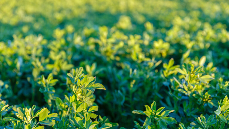 INTA and Palo Verde launch three new alfalfa cultivars