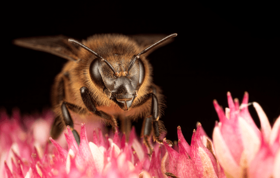 Bumblebees Bounce to the Beat