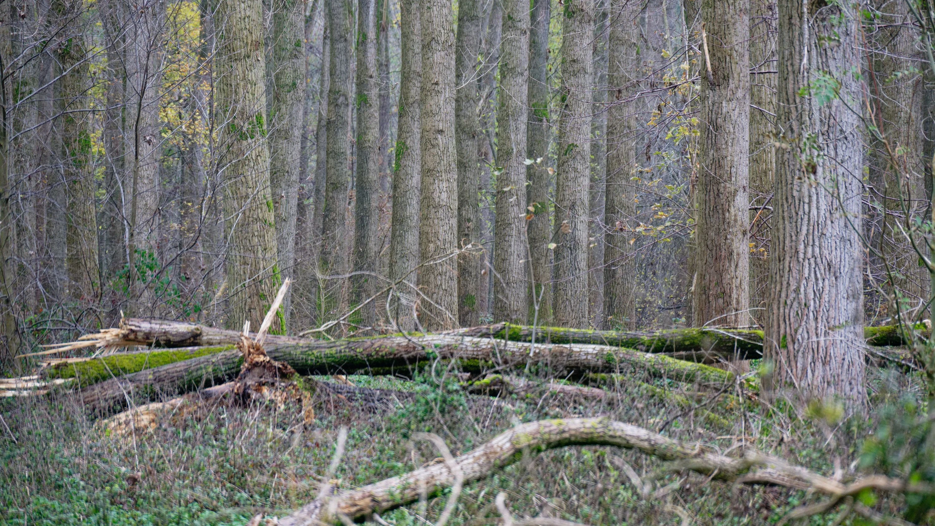 Umweltverbandsklagen: Naturschutz lässt sich auf Dauer nicht mit Stillstand erkaufen