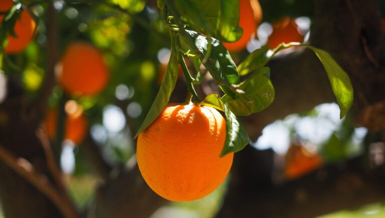 The Agricultural Crop Licensing Platform Extends to Ornamental and Fruit Crops