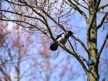 „Heimische Arten sind auf Klima angepasst“: Wie es der Berliner Vogelwelt nach dem frostigen Winter geht