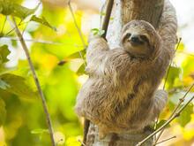 Wäre ich doch ein Faultier!: In Costa Rica suche ich nach meinem Spirit Animal