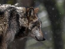 Abschussmodell Wolf: Hilft die Jagd oder treibt sie das Raubtier erst recht ins Dorf?