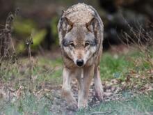 Mit Sender ausgestattet: Wolf nach Attacke in Hamburg wieder frei