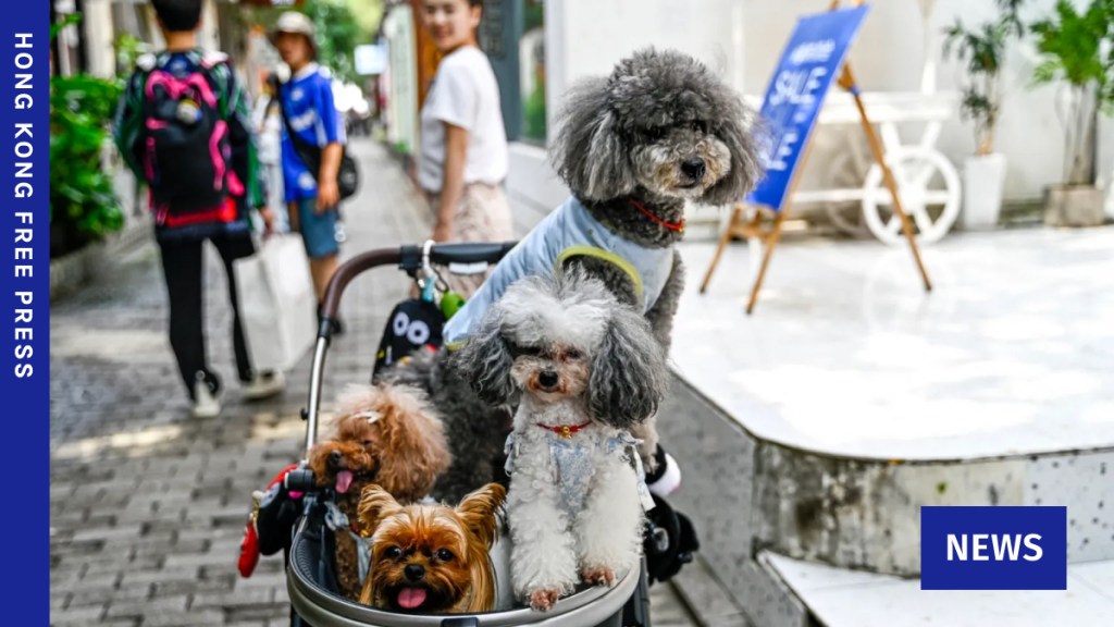 ‘Happiness hub’: Streaming channel for pets launched in China