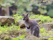 „Sie sind niedlich, bis sie deinen Wald fressen“: Die Isle of Man diskutiert über wilde Wallabys