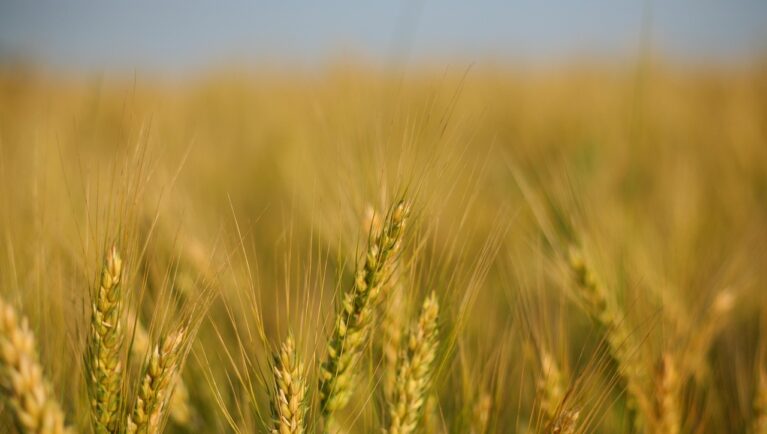 Gene Discovery Could Unlock New Era of Barley Breeding