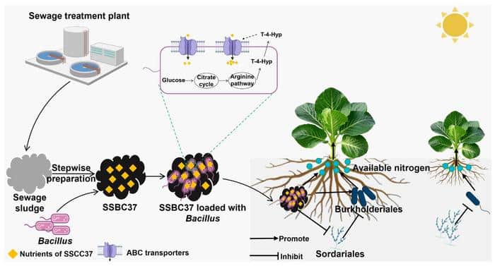 From Waste to Yield: Biochar Innovation Supports Crop Growth