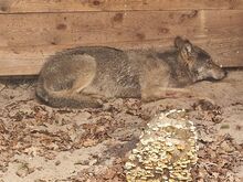 Frau verletzt: Wolf nach Angriff in Hamburg „auf Bewährung“ ausgewildert