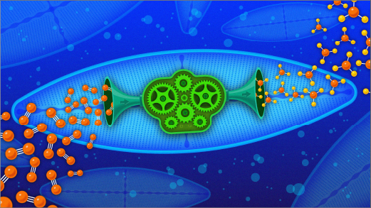 Tight-Knit Microbes Live Together to Make a Vital Nutrient