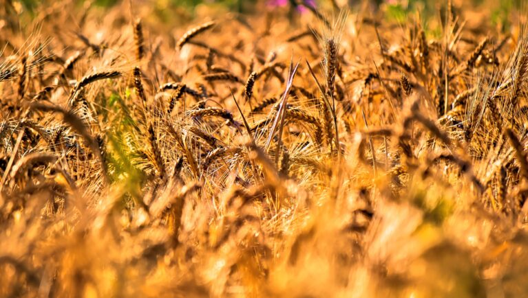 Scientists Discover a New Plant Immune Complex in Wheat
