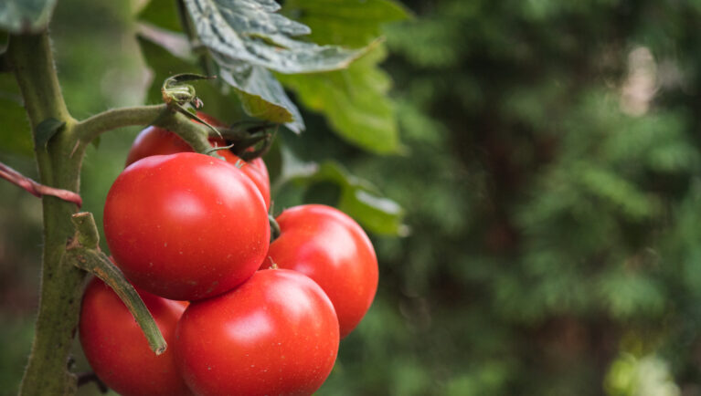 Soil Microbe Breakthrough Boosts Phosphorus Efficiency in Crops