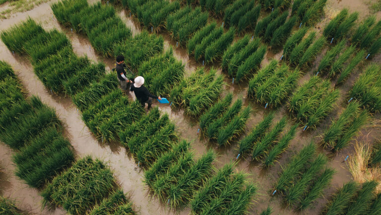 Seeds of Change, Part II – Breeding, Footprints and Future Pathways