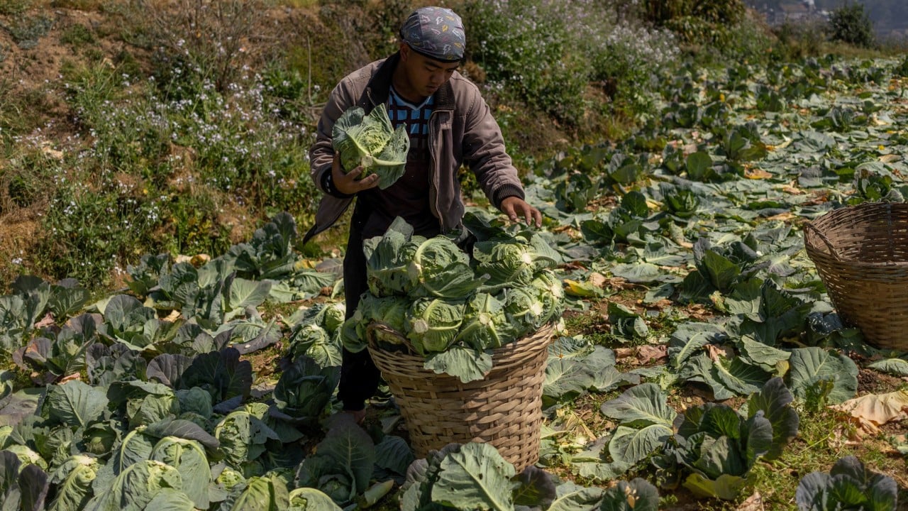 Filipino farmers leave crops to rot as fuel prices drive up cost of harvest