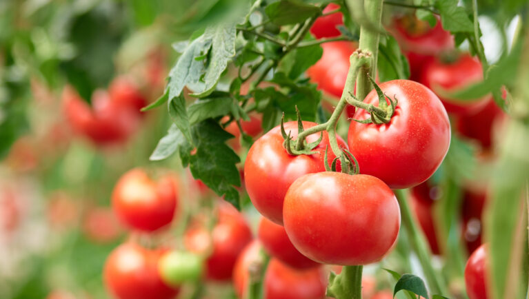 Científicos chilenos aumentan los niveles de antioxidantes en tomates sin afectar el crecimiento de las plantas