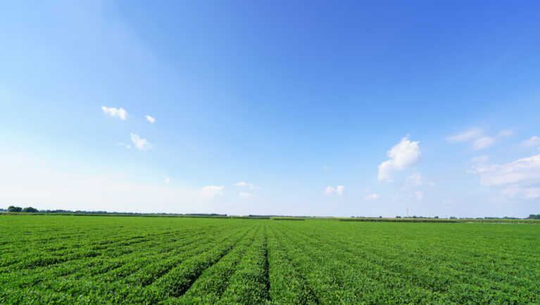 Embrapa identifies wild arachis gene that primes defense in cultivated crops