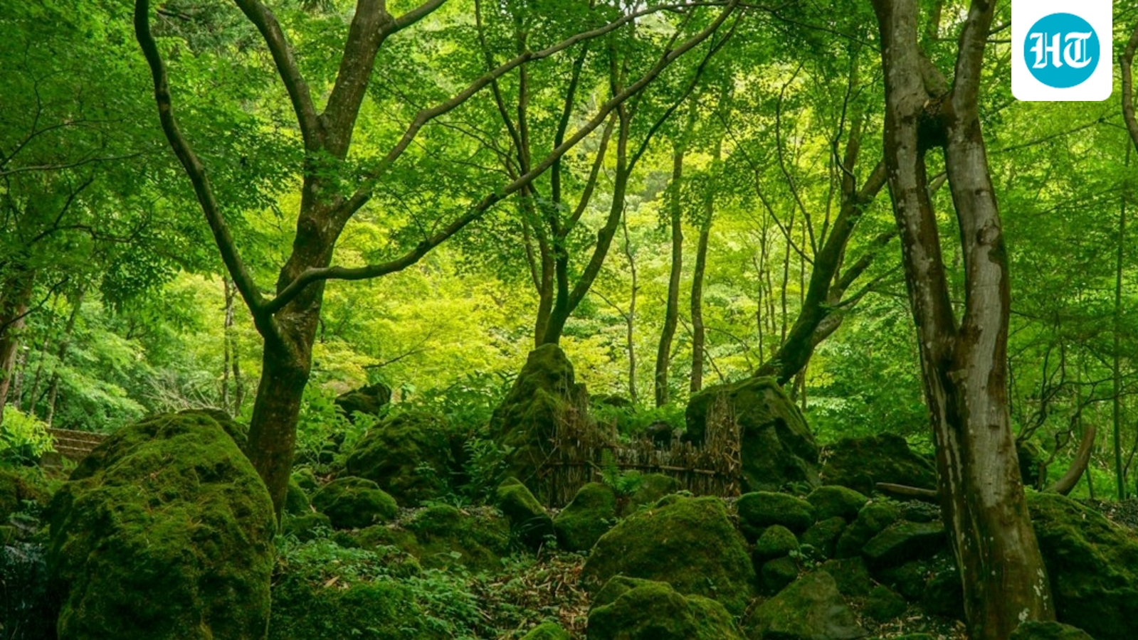 For project in Maharashtra's Gadchiroli, trees set to be planted 1,000 km away — on already forested land
