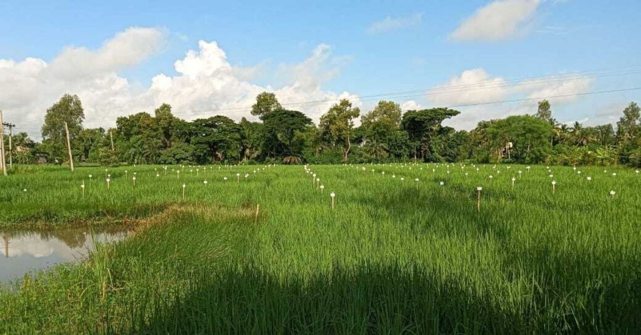How 1500 Sundarbans Farmers Turned Poisoned Fields Into Farms Growing 192 Rice Varieties