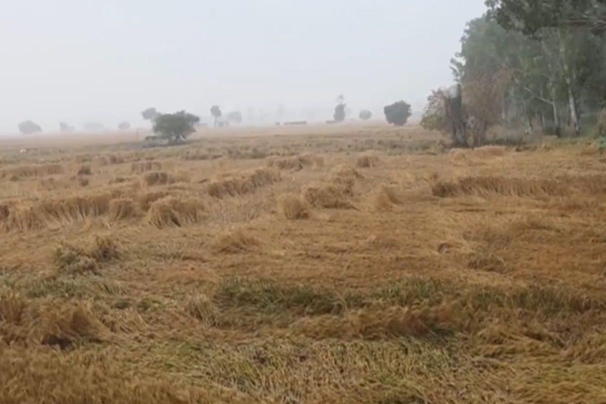 Unseasonal Rain Cools Cities But Farmers Bear The Brunt As Erratic April Weather Damages Crops