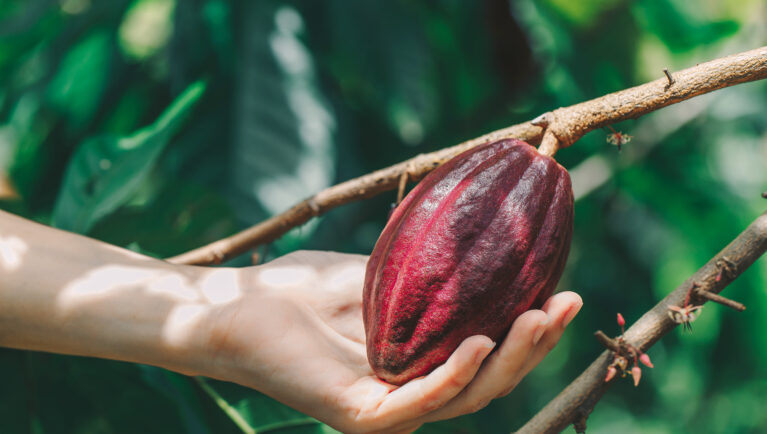 Un estudio advierte que Colombia podría perder una quinta parte de sus tierras cacaoteras para 2050