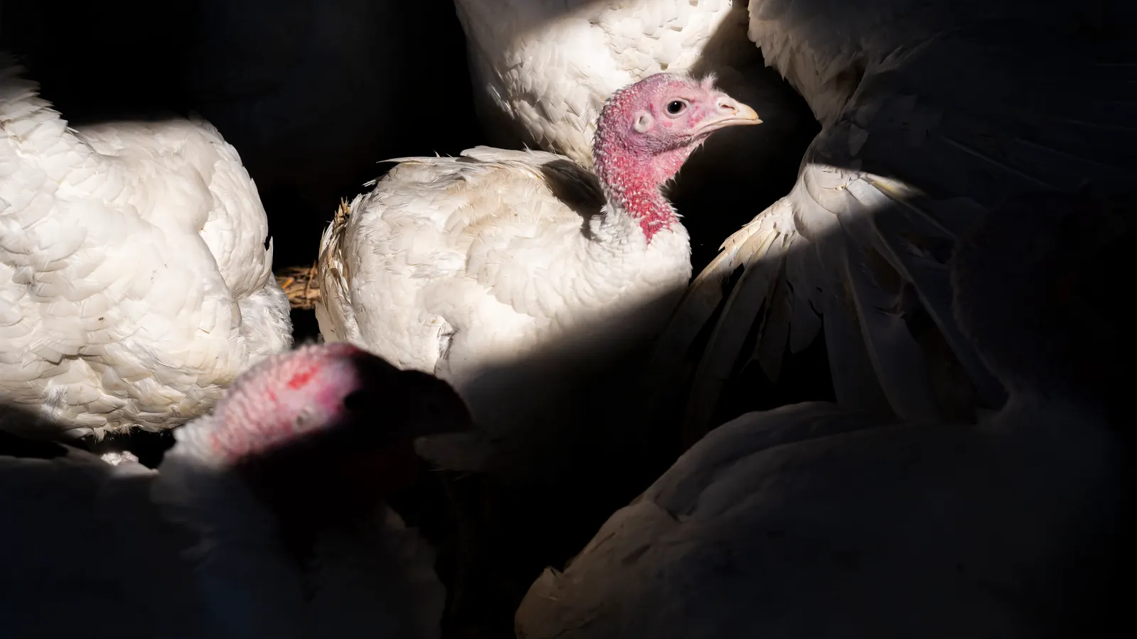 Cargill, Foster Farms to close turkey plants as demand wanes