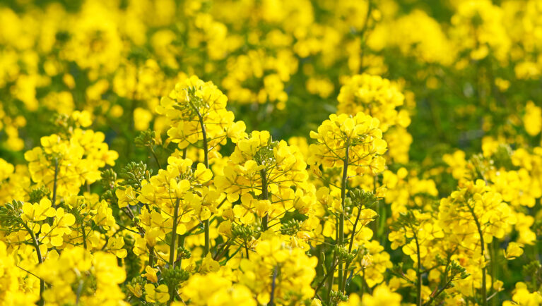 Early Planting Key to Improving Oilseed Yield and Quality, INTA Finds