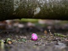 Unglück bei Ostereiersuche: Mutter, Baby und Jugendliche an Ostern von Baum erschlagen