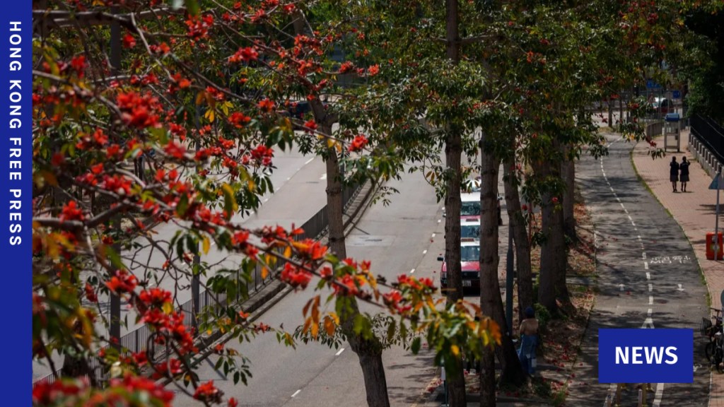 Hong Kong’s ‘hero trees’ lose their glory as climate warms
