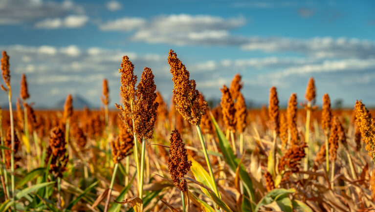 Embrapa’s New Sorghum Hybrid Targets Silage, Biogas, and Energy Production