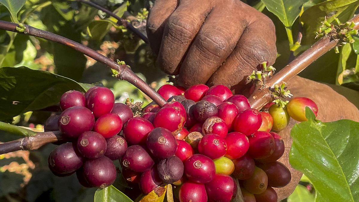 West Asia conflict hits coffee prices; Karnataka growers hold back produce