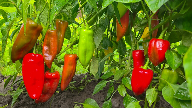 Nuevos pimientos jalapeños, murupi y ornamentales pasan a la fase de pruebas en fincas en Brasil
