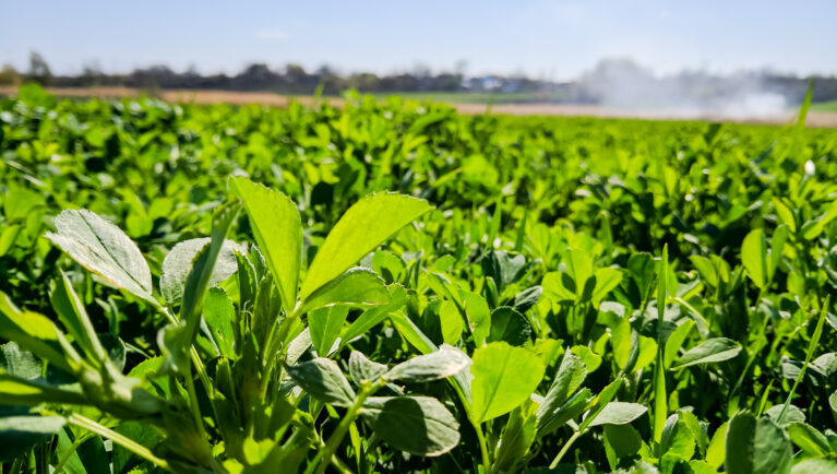 INTA y Palo Verde lanzan tres nuevos cultivares de alfalfa