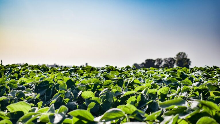 Brazil at the Forefront of AI-Driven Soybean Yield Prediction