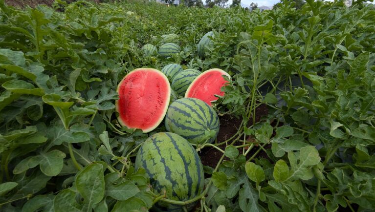 Watermelon in the Lab and the Field: Breeding the Perfect Bite