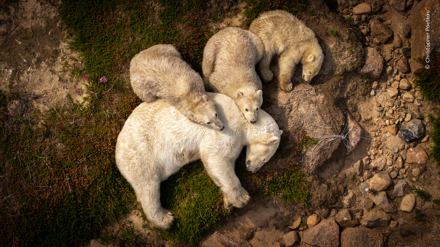 Wildlife Photographer of the Year 2026 announces People’s Choice winners